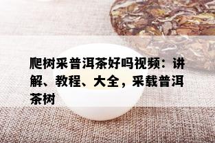 爬树采普洱茶好吗视频：讲解、教程、大全，采载普洱茶树