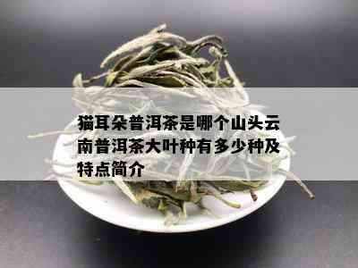 猫耳朵普洱茶是哪个山头云南普洱茶大叶种有多少种及特点简介