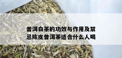 普洱白茶的功效与作用及禁忌陈皮普洱茶适合什么人喝