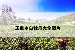 王道中白牡丹大全图片