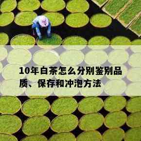 10年白茶怎么分别鉴别品质、保存和冲泡方法