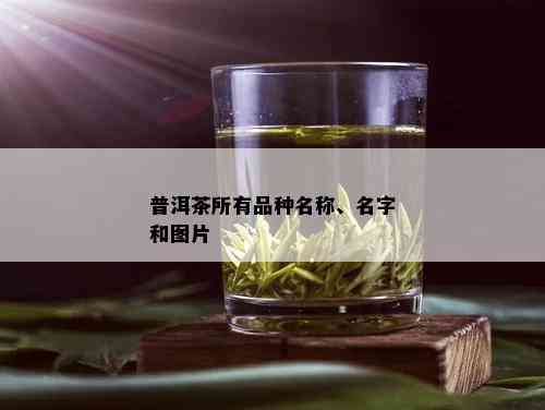 普洱茶所有品种名称、名字和图片