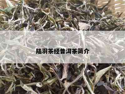 陆羽茶经普洱茶简介