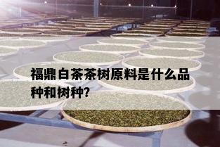 福鼎白茶茶树原料是什么品种和树种？