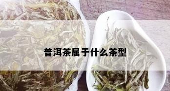 普洱茶属于什么茶型