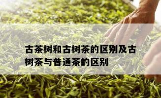 古茶树和古树茶的区别及古树茶与普通茶的区别