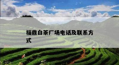 福鼎白茶厂场电话及联系方式