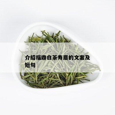 介绍福鼎白茶寿眉的文案及短句