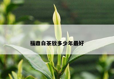 福鼎白茶放多少年更好