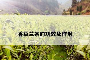 香草兰茶的功效及作用