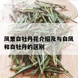 凤箫白牡丹花介绍及与白凤和白牡丹的区别