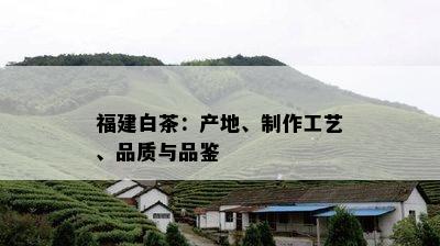 福建白茶：产地、制作工艺、品质与品鉴