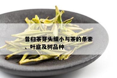 昔归茶芽头细小与茶的条索、叶底及树品种