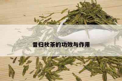 昔归秋茶的功效与作用