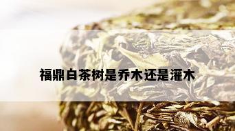 福鼎白茶树是乔木还是灌木