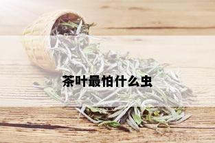 茶叶最怕什么虫