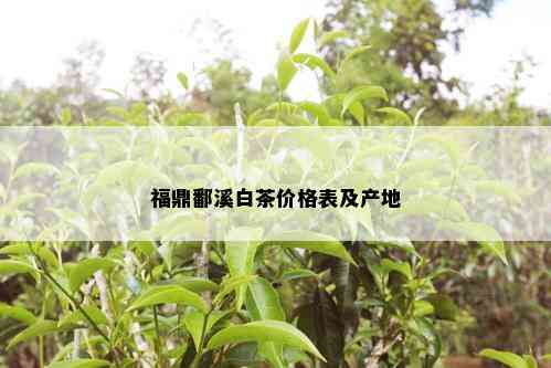 福鼎鄱溪白茶价格表及产地