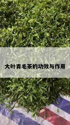 大叶青毛茶的功效与作用