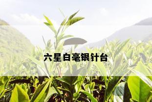 六星白毫银针台