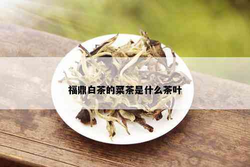 福鼎白茶的菜茶是什么茶叶