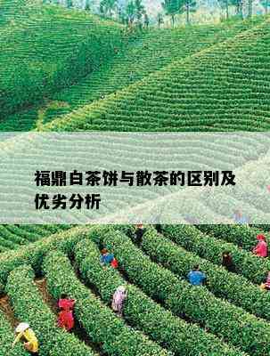 福鼎白茶饼与散茶的区别及优劣分析