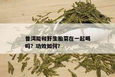 普洱能和野生胎菊在一起喝吗？功效如何？