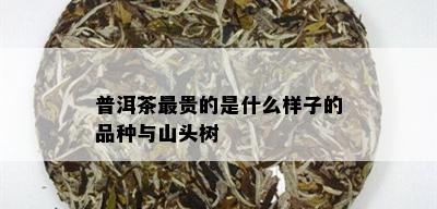 普洱茶最贵的是什么样子的品种与山头树