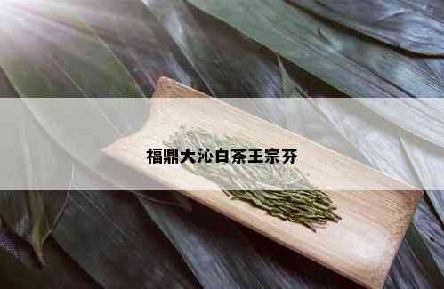 福鼎大沁白茶王宗芬