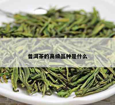 普洱茶的高级品种是什么