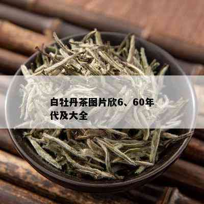 白牡丹茶图片欣6、60年代及大全