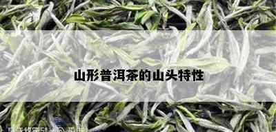 山形普洱茶的山头特性