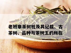 老班章茶树桩及其记载、古茶树、品种与茶树王的所在