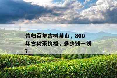 昔归百年古树茶山，800年古树茶价格，多少钱一饼？