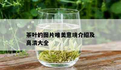 茶叶的图片唯美意境介绍及高清大全