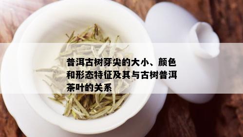 普洱古树芽尖的大小、颜色和形态特征及其与古树普洱茶叶的关系