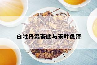 白牡丹湿茶底与茶叶色泽