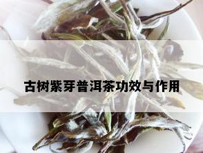 古树紫芽普洱茶功效与作用