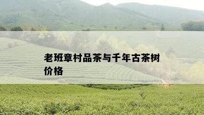 老班章村品茶与千年古茶树价格