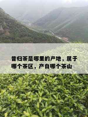 昔归茶是哪里的产地，属于哪个茶区，产自哪个茶山