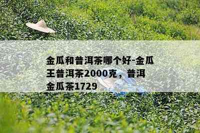 金瓜和普洱茶哪个好-金瓜王普洱茶2000克，普洱金瓜茶1729