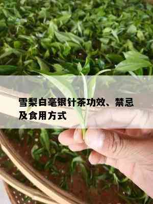 雪梨白毫银针茶功效、禁忌及食用方式