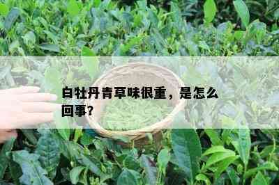 白牡丹青草味很重，是怎么回事？