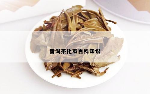 普洱茶化石百科知识