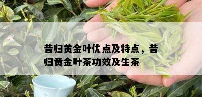 昔归黄金叶优点及特点，昔归黄金叶茶功效及生茶