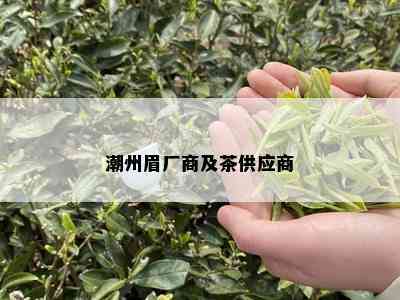 潮州眉厂商及茶供应商