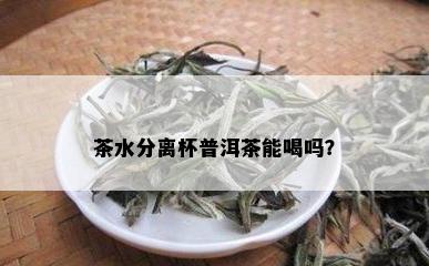 茶水分离杯普洱茶能喝吗？