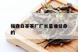 福鼎白茶茶厂厂长是谁任命的