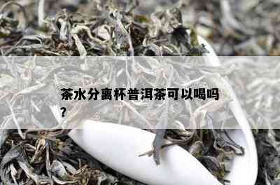 茶水分离杯普洱茶可以喝吗？