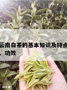 云南白茶的基本知识及特点、功效