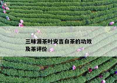 三味源茶叶安吉白茶的功效及茶评价